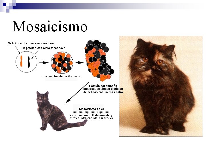 Mosaicismo 