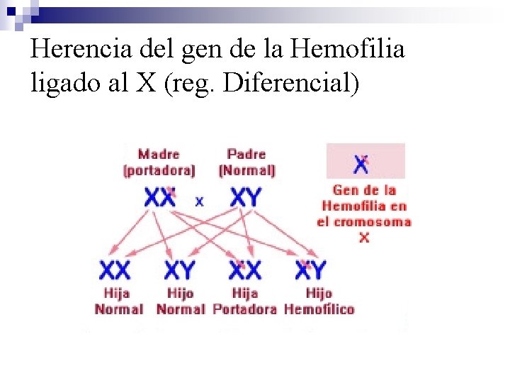 Herencia del gen de la Hemofilia ligado al X (reg. Diferencial) 