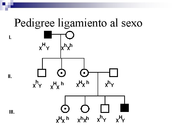 Pedigree ligamiento al sexo I. H X Y h h X X II. h