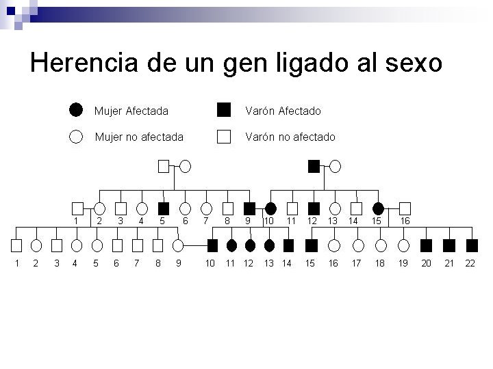 Herencia de un gen ligado al sexo 
