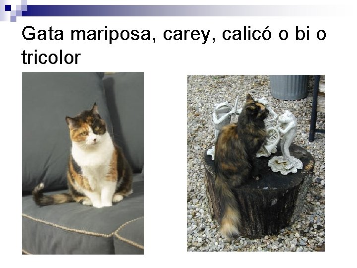Gata mariposa, carey, calicó o bi o tricolor 