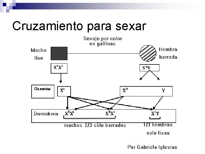 Cruzamiento para sexar 