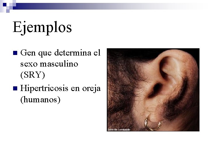 Ejemplos Gen que determina el sexo masculino (SRY) n Hipertricosis en oreja (humanos) n
