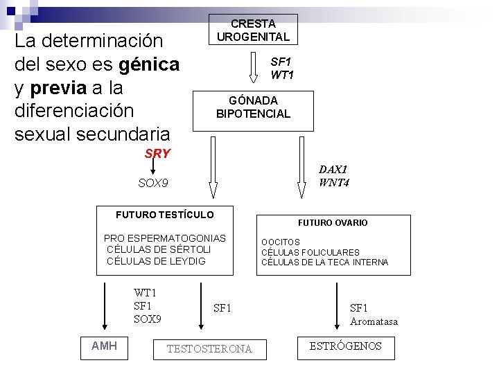 CRESTA UROGENITAL La determinación del sexo es génica y previa a la diferenciación sexual