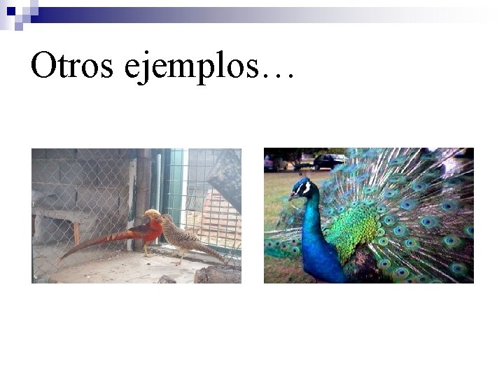 Otros ejemplos… 