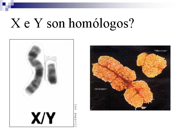 X e Y son homólogos? 