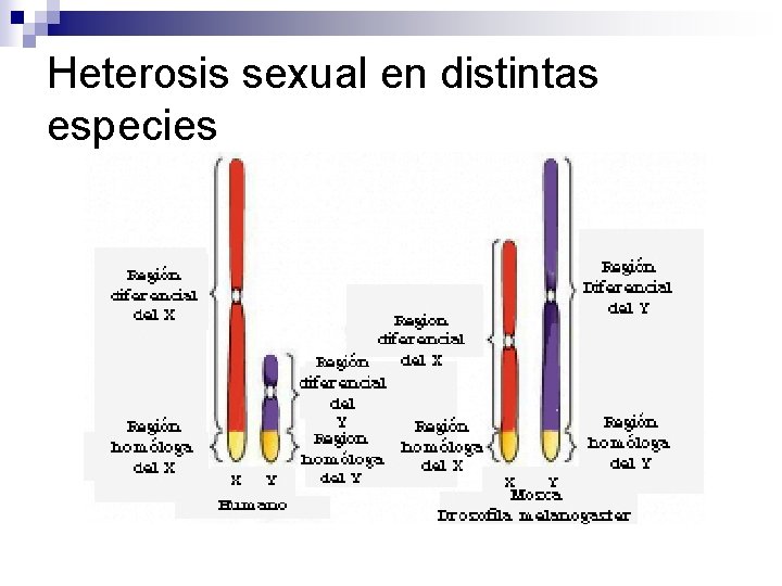 Heterosis sexual en distintas especies 