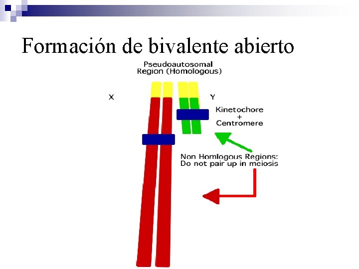 Formación de bivalente abierto 