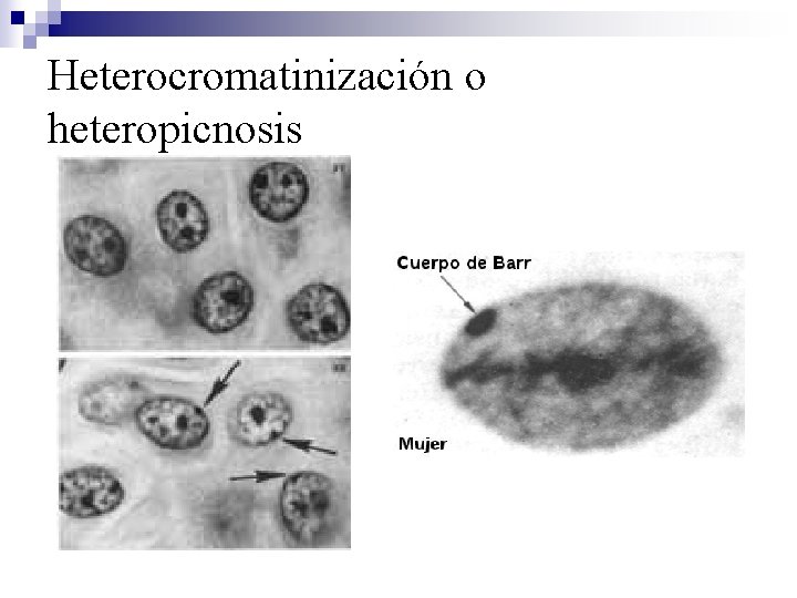 Heterocromatinización o heteropicnosis 