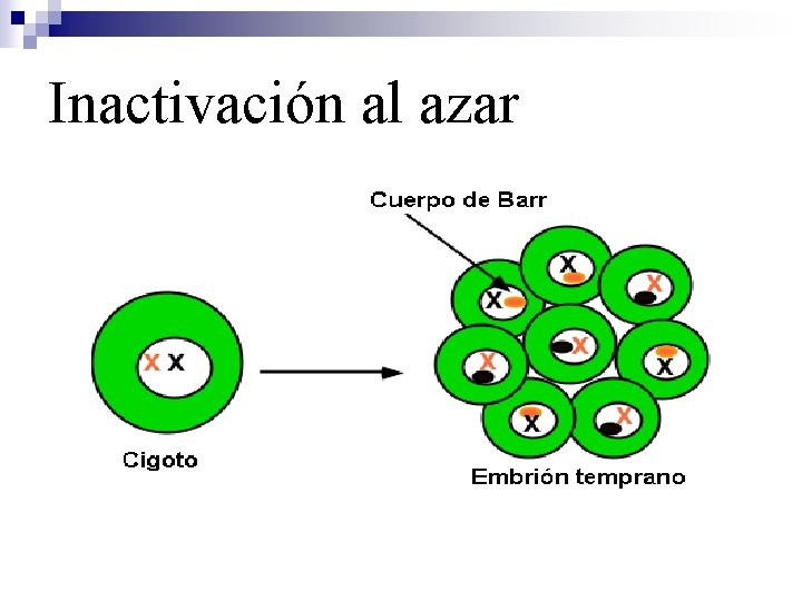 Inactivación al azar 