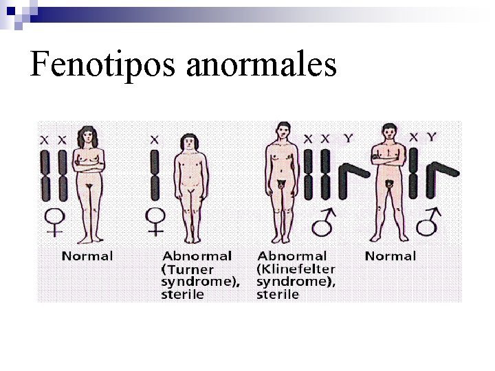 Fenotipos anormales 