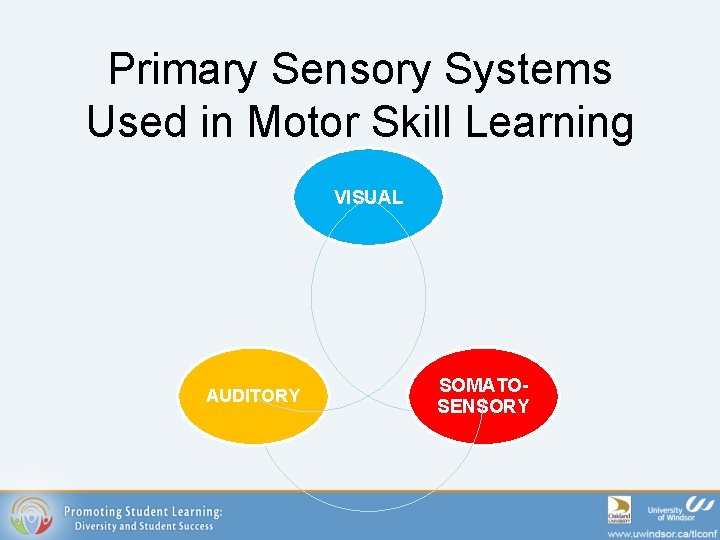 Primary Sensory Systems Used in Motor Skill Learning VISUAL AUDITORY SOMATOSENSORY 