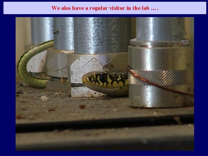 We also have a regular visitor in the lab …. 