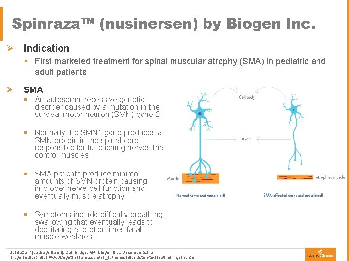 Spinraza™ (nusinersen) by Biogen Inc. Ø Indication § First marketed treatment for spinal muscular