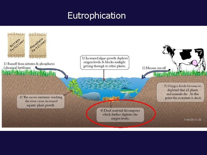 Eutrophication 