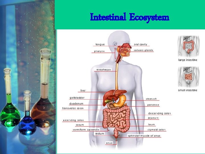 Intestinal Ecosystem 