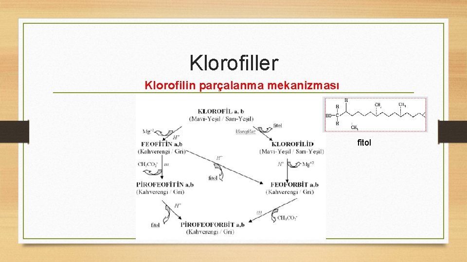Klorofiller Klorofilin parçalanma mekanizması fitol 