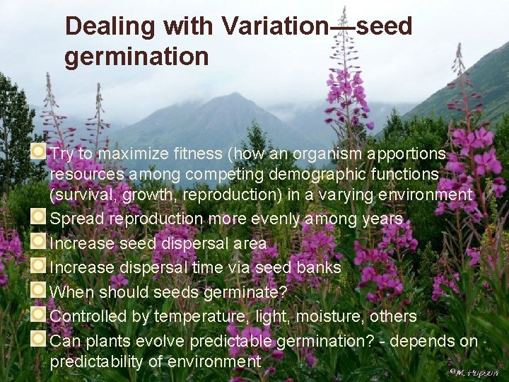 Dealing with Variation—seed germination Try to maximize fitness (how an organism apportions resources among