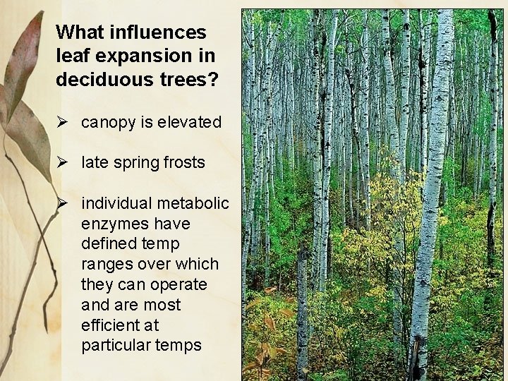 What influences leaf expansion in deciduous trees? Ø canopy is elevated Ø late spring