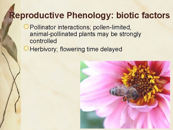 Reproductive Phenology: biotic factors Pollinator interactions; pollen-limited, animal-pollinated plants may be strongly controlled Herbivory;
