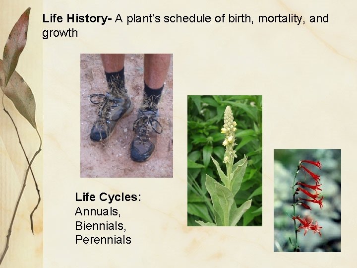 Life History- A plant’s schedule of birth, mortality, and growth Life Cycles: Annuals, Biennials,