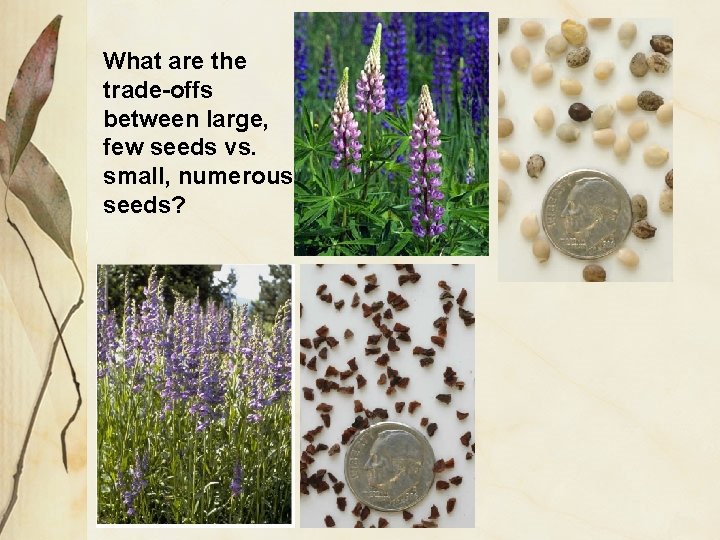 What are the trade-offs between large, few seeds vs. small, numerous seeds? 