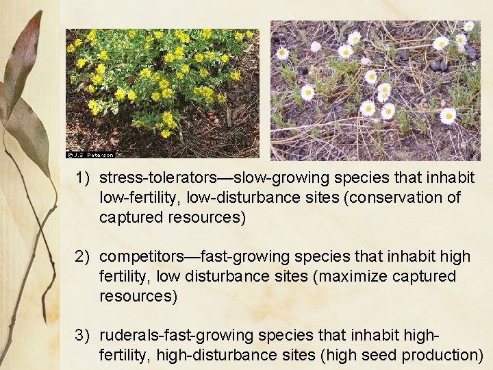 1) stress-tolerators—slow-growing species that inhabit low-fertility, low-disturbance sites (conservation of captured resources) 2) competitors—fast-growing
