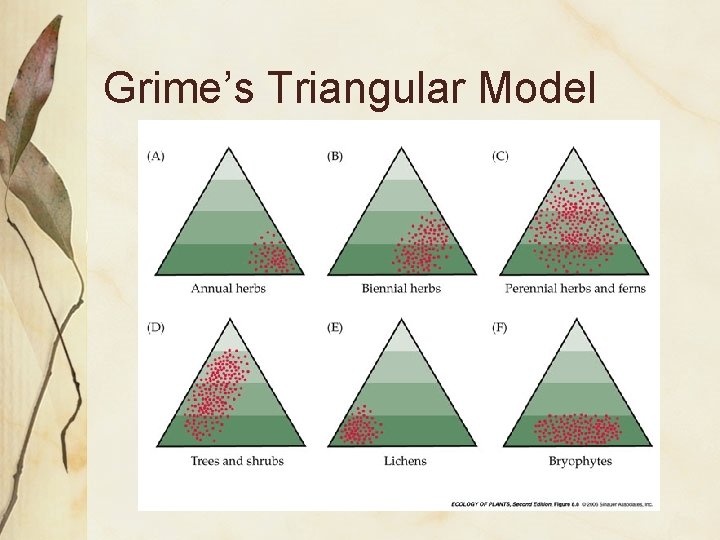 Grime’s Triangular Model 