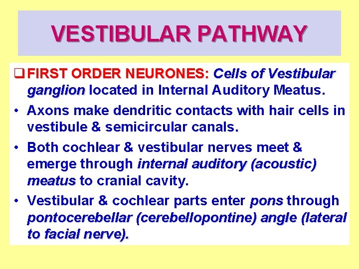 VESTIBULAR PATHWAY q FIRST ORDER NEURONES: Cells of Vestibular ganglion located in Internal Auditory