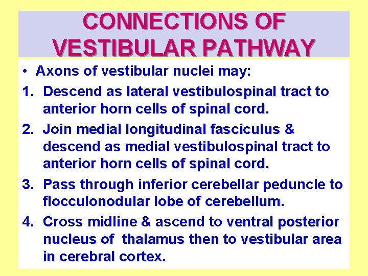 CONNECTIONS OF VESTIBULAR PATHWAY • Axons of vestibular nuclei may: 1. Descend as lateral