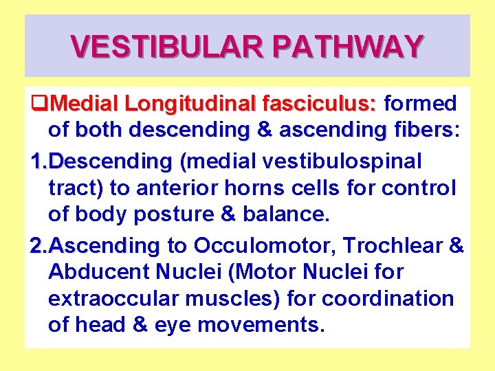 VESTIBULAR PATHWAY q. Medial Longitudinal fasciculus: formed of both descending & ascending fibers: fibers
