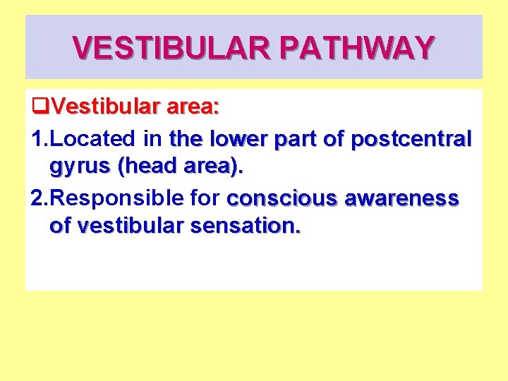 VESTIBULAR PATHWAY q. Vestibular area: 1. Located in the lower part of postcentral gyrus