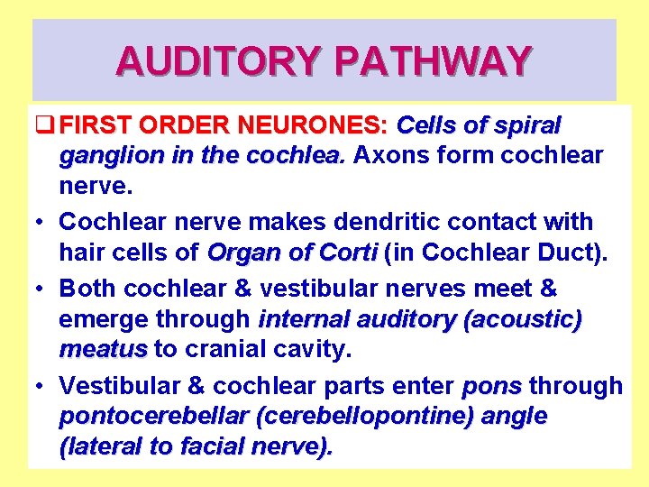 AUDITORY PATHWAY q FIRST ORDER NEURONES: Cells of spiral ganglion in the cochlea Axons