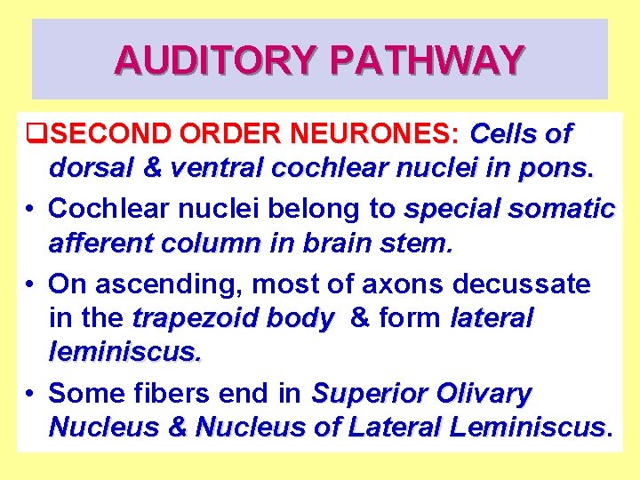 AUDITORY PATHWAY q. SECOND ORDER NEURONES: Cells of dorsal & ventral cochlear nuclei in
