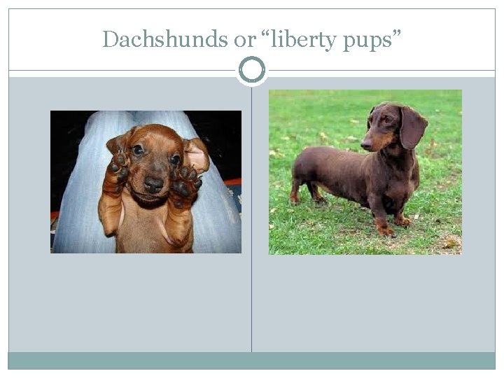 Dachshunds or “liberty pups” 