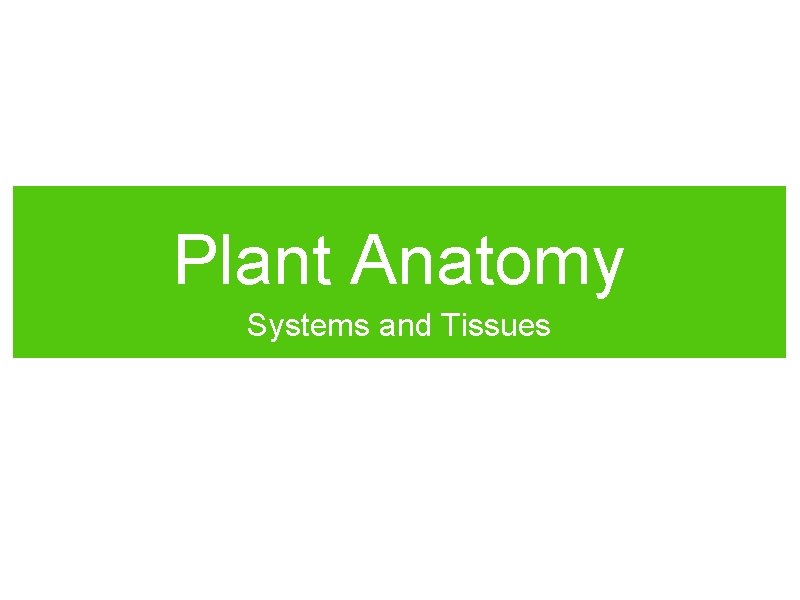 Plant Anatomy Systems and Tissues 