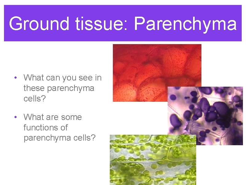 Ground tissue: Parenchyma • What can you see in these parenchyma cells? • What