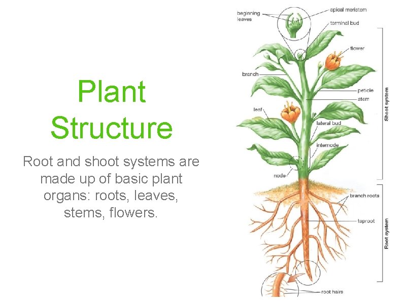 Plant Structure Root and shoot systems are made up of basic plant organs: roots,