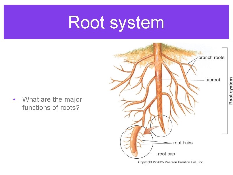 Root system • What are the major functions of roots? 