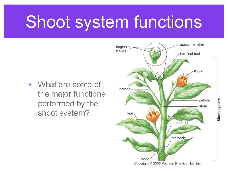 Shoot system functions • What are some of the major functions performed by the