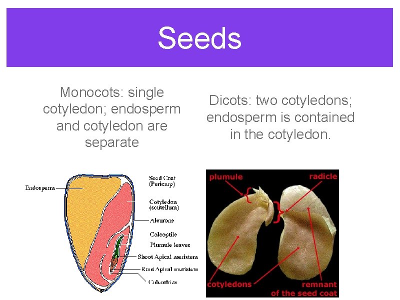 Seeds Monocots: single cotyledon; endosperm and cotyledon are separate Dicots: two cotyledons; endosperm is