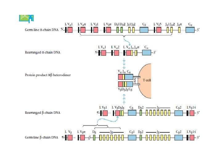 T cell receptor complex and diversity Semester III