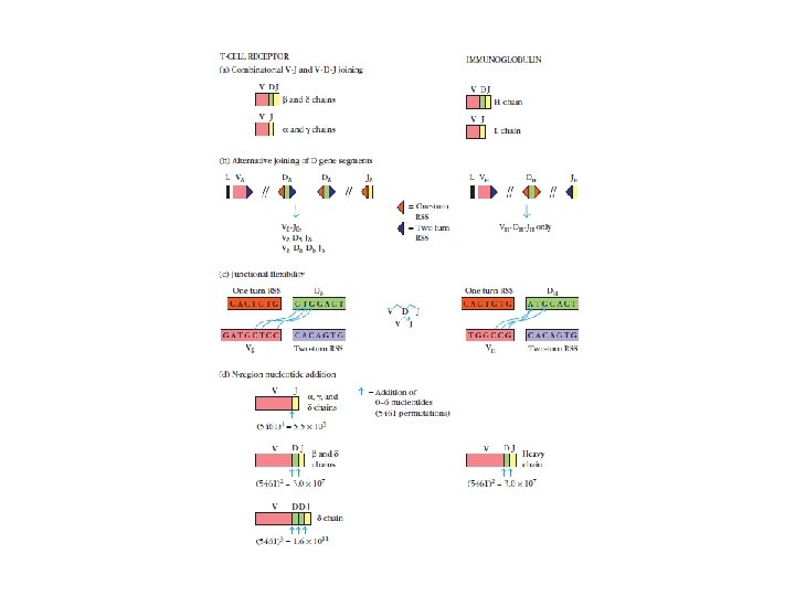 T cell receptor complex and diversity Semester III