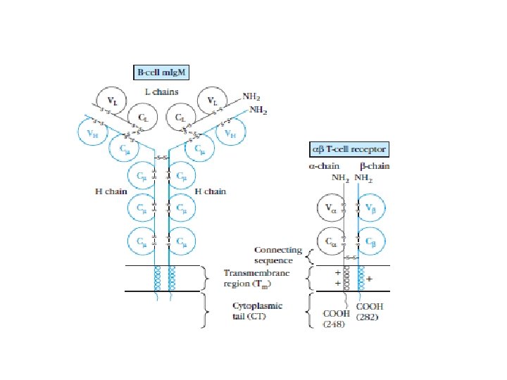 T cell receptor complex and diversity Semester III