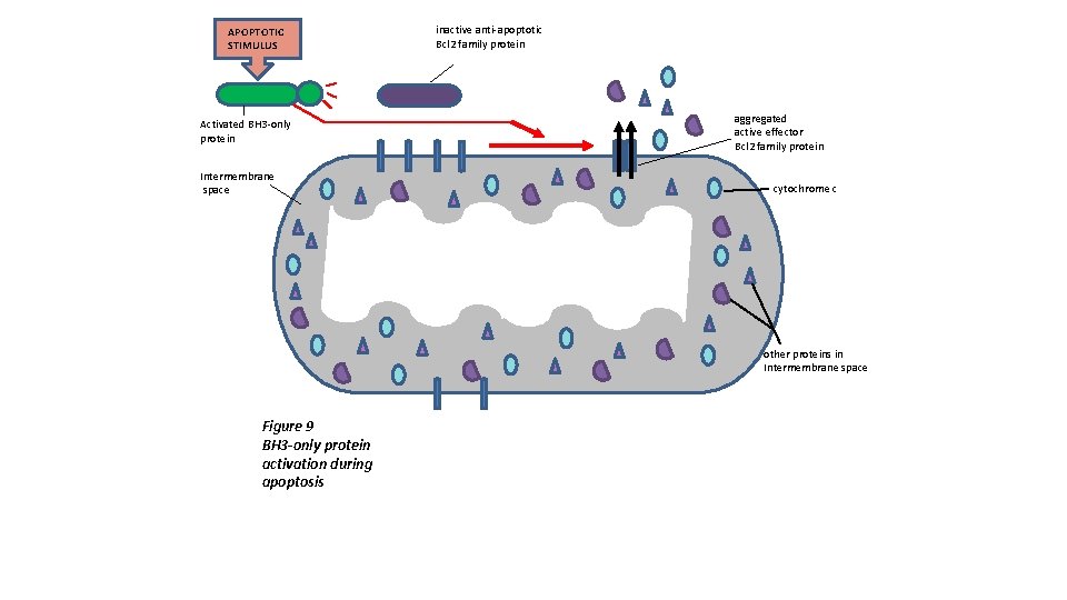 APOPTOTIC STIMULUS Activated BH 3 -only protein Intermembrane space inactive anti-apoptotic Bcl 2 family