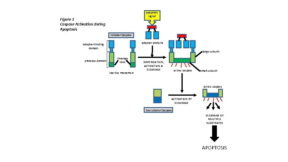 apoptotic signal Figure 1 Caspase Activation during Apoptosis Initiator Caspase adaptor proteins adaptor-binding domain