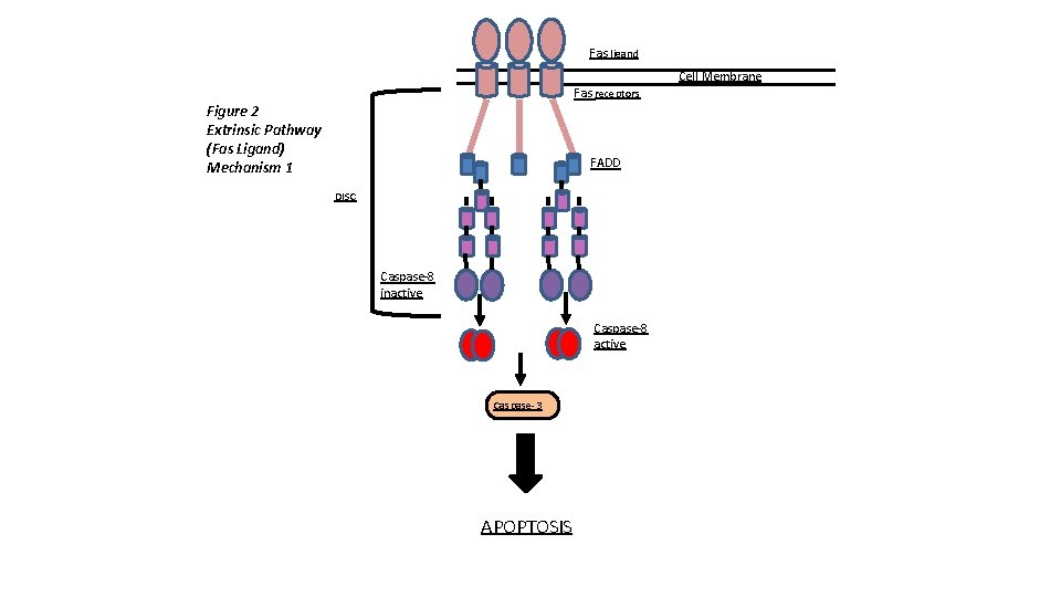 Fas ligand Cell Membrane Fas receptors Figure 2 Extrinsic Pathway (Fas Ligand) Mechanism 1