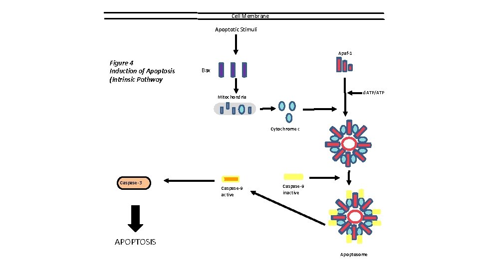 Cell Membrane Apoptotic Stimuli Apaf-1 Figure 4 Induction of Apoptosis (Intrinsic Pathway Bax d.