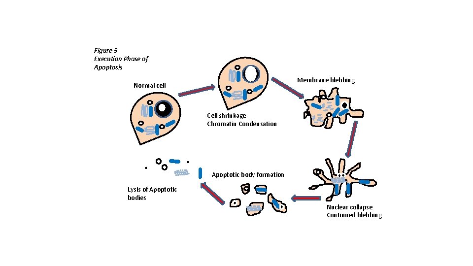Figure 5 Execution Phase of Apoptosis Membrane blebbing Normal cell Cell shrinkage Chromatin Condensation