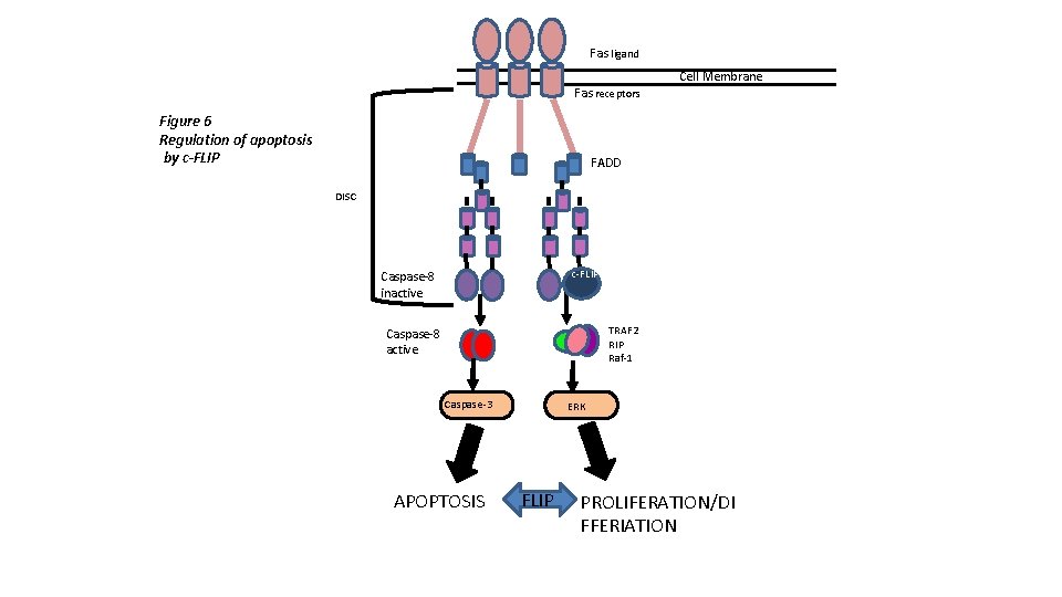 Fas ligand Cell Membrane Fas receptors Figure 6 Regulation of apoptosis by c-FLIP FADD